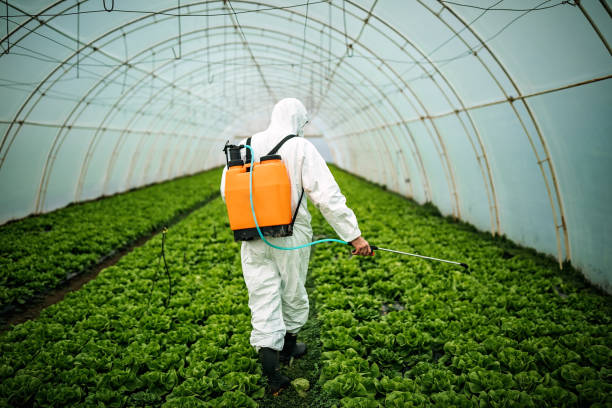 Best Ant Control Services  in Yazoo City, MS