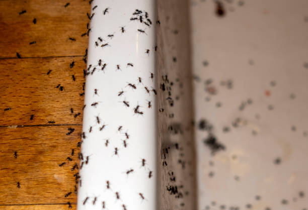 Best Affordable Pest Control Services  in Yazoo City, MS