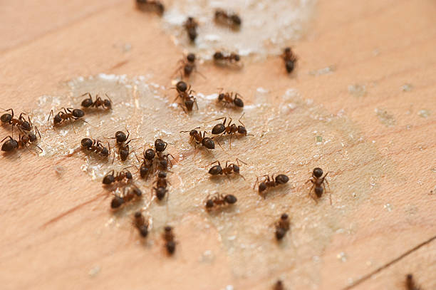 Best Termite Control Services  in Yazoo City, MS