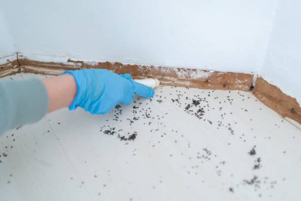 Best Ant Control Services  in Yazoo City, MS